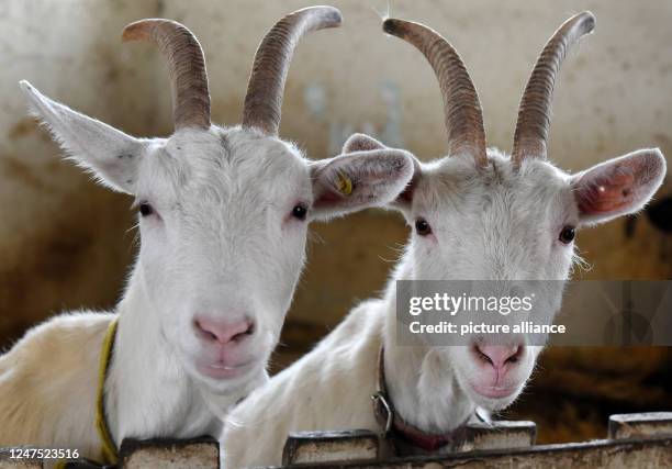February 2023, Saxony, Eilenburg: In their pen at the film animal school run by animal film trainer Dietmar Telligmann, the two goats Else and Ninni...