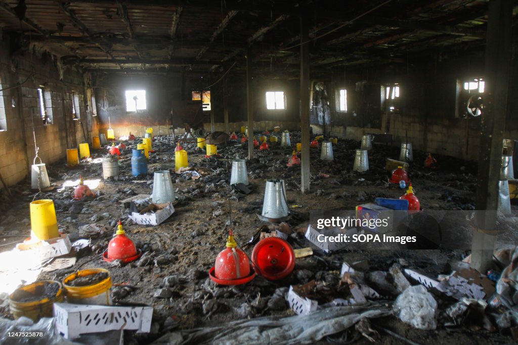 Exploding Dead Chicken A view of dead chicken inside a poultry farm that was burnt down by ...