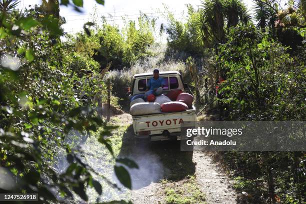 Worker carries sacks full of coffee beans by car at field in El Paraiso, Honduras on January 29, 2023. In recent years, Honduras has gained...
