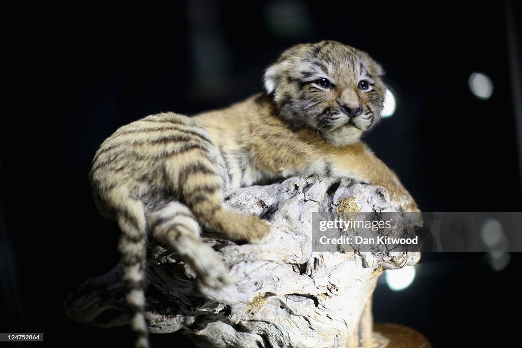 Specimens In The Metropolitan Police's Illegal Trade In Endangered Species Exhibition