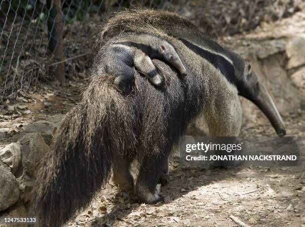 Two-week-old giant anteater named Arthur is seen on the back of his mother Bonya, at the Israeli zoo of Ramat Gan, near Tel Aviv, on May 18, 2009....