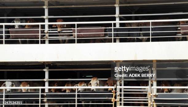 Australian cattle wait to be offloaded from a transport ship in Jakarta on June 8, 2011. Australia on June 8 suspended all live cattle exports to...