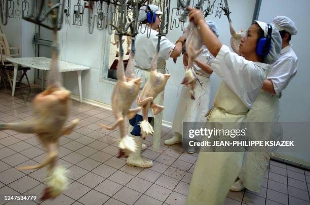 Employees of 'Le Chapon Bressan' plucks by handpoultry, 27 October 2005 in Montrevel-en-Bresse. Only Bresse poultry, known worldwide for its quality,...