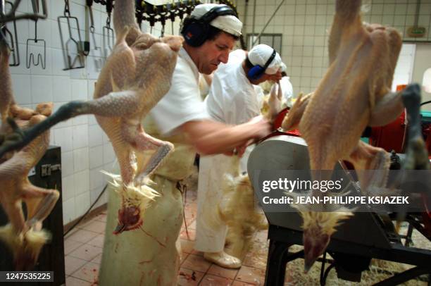 Employees of 'Le Chapon Bressan' starts to pluck mechanically and after by hand poultry, 27 October 2005 in Montrevel-en-Bresse. Only Bresse poultry,...