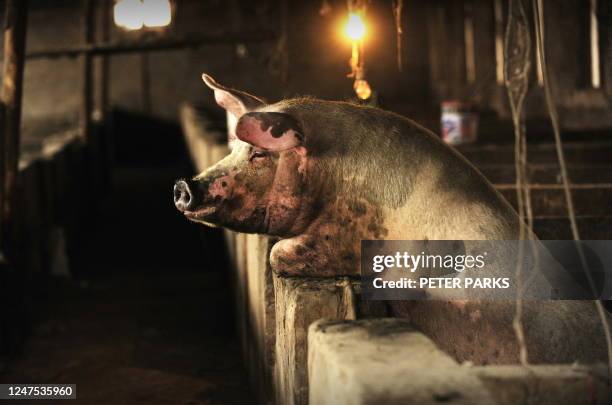 This photo taken on April 28, 2009 shows a pig at a farm on the outskirts of Beijing. China, which has the world's largest pig population, has not...