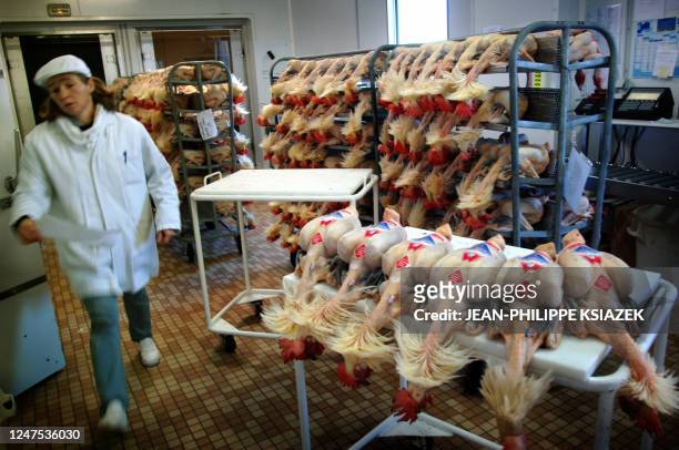 An employee of 'Le Chapon Bressan' weighs, labels and packages poultry 27 October 2005 in Montrevel-en-Bresse. Only Bresse poultry, known worldwide...
