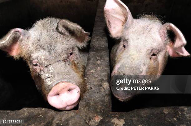 This photo taken on April 28, 2009 shows pigs at a pig farm on the outskirts of Beijing. China, which has the world's largest pig population, has not...