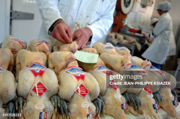 An employee of 'Le Chapon Bressan' labels poultry 27 October 2005 in Montrevel-en-Bresse. Only Bresse poultry, known worldwide for its quality,...