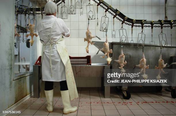 Employees of 'Le Chapon Bressan' plucks by handpoultry, 27 October 2005 in Montrevel-en-Bresse. Only Bresse poultry, known worldwide for its quality,...