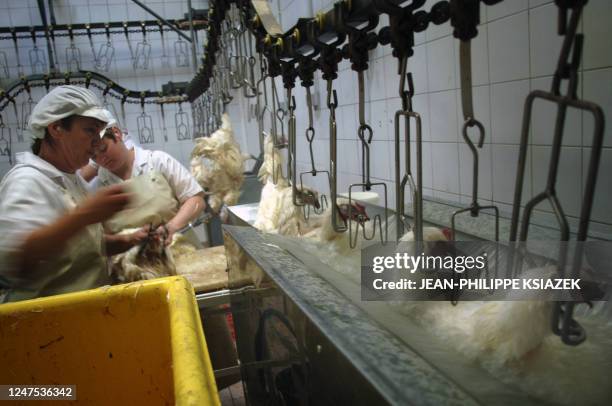 Employees of 'Le Chapon Bressan' scalds poultry before to pluck it, 27 October 2005 in Montrevel-en-Bresse. Only Bresse poultry, known worldwide for...