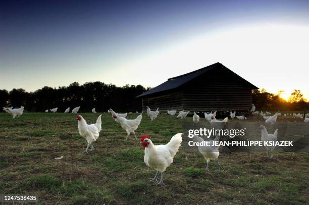 Bresse poultry graze in a field 27 October 2005 near Bourg-en-Bresse. The only birds to benefit from French appellations of origin , Bresse poultry...