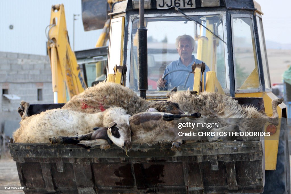 TOPSHOT-CYPRUS-EU-FARM-ANIMAL