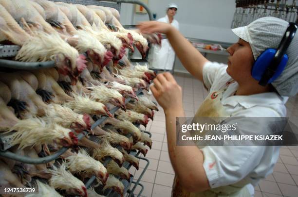 An employee of 'Le Chapon Bressan' prepares poultry, 27 October 2005 in Montrevel-en-Bresse. Only Bresse poultry, known worldwide for its quality,...