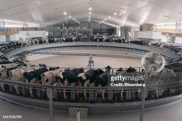 Cows are milked at a Grupo Proan facility in San Juan de los Lagos, Jalisco state, Mexico, on Friday, Feb. 24, 2023. The guild of agricultural...