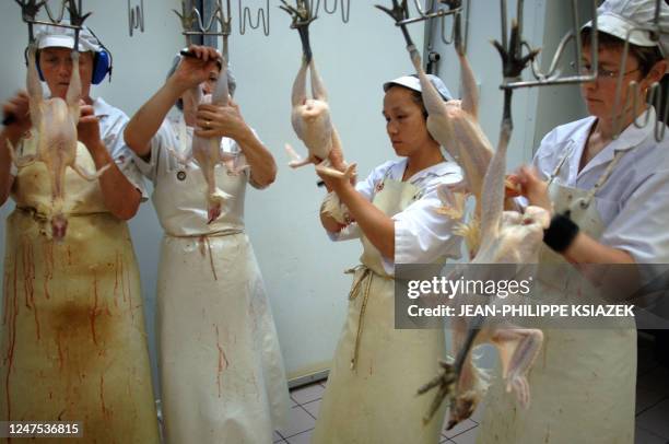 Employees of 'Le Chapon Bressan' plucks by handpoultry, 27 October 2005 in Montrevel-en-Bresse. Only Bresse poultry, known worldwide for its quality,...