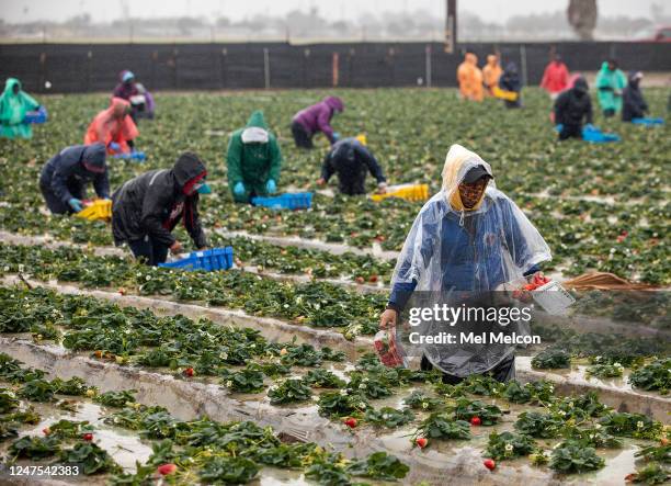 Farmworkers wear protective gear while picking strawberries as the rain comes down at a field in Oxnard.