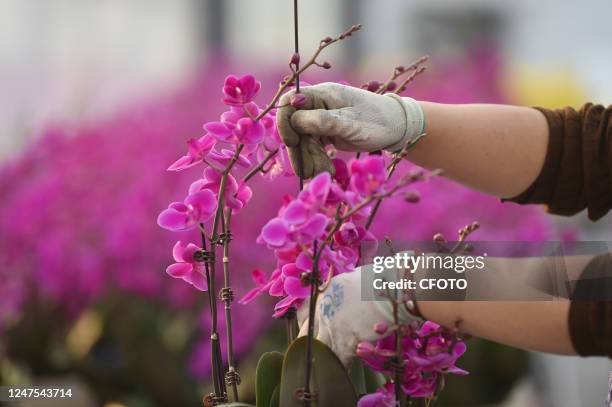 Worker makes a bowl of phalaenopsis orchid at Wangguanji modern leisure Agriculture Industrial Park in Sucheng district of Suqian city, East China's...