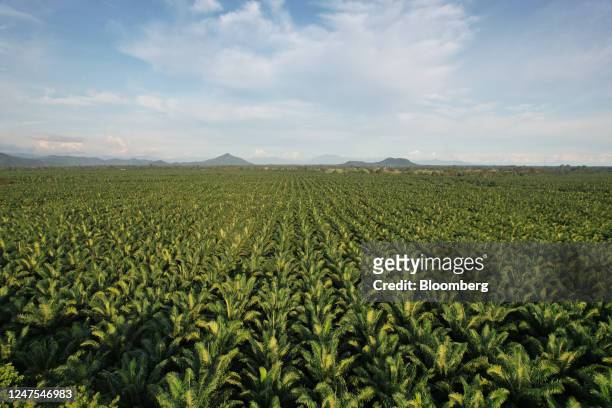 Palm oil plantation in Luwu Timur Regency, South Sulawesi, Indonesia, on Monday, June 13, 2022. Palm oil closed near the highest in almost two...