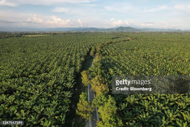 Trees grow at a palm oil plantation in Luwu Timur Regency, South Sulawesi, Indonesia, on Monday, June 13, 2022. Palm oil closed near the highest in...