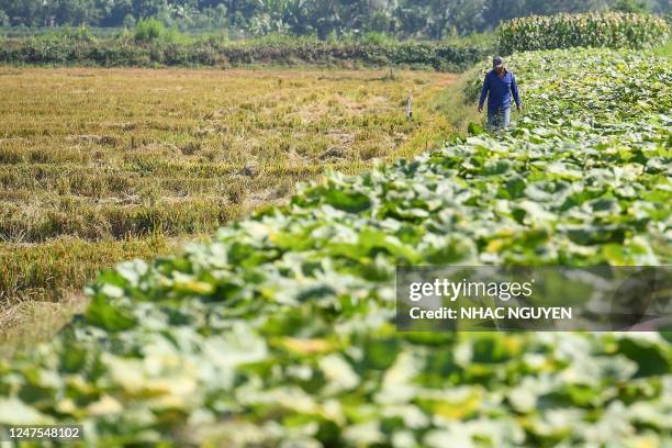 Man walks inbetween paddy and vegetable fields in Can Tho city of southern Vietnam's Mekong Delta on February 28, 2023.