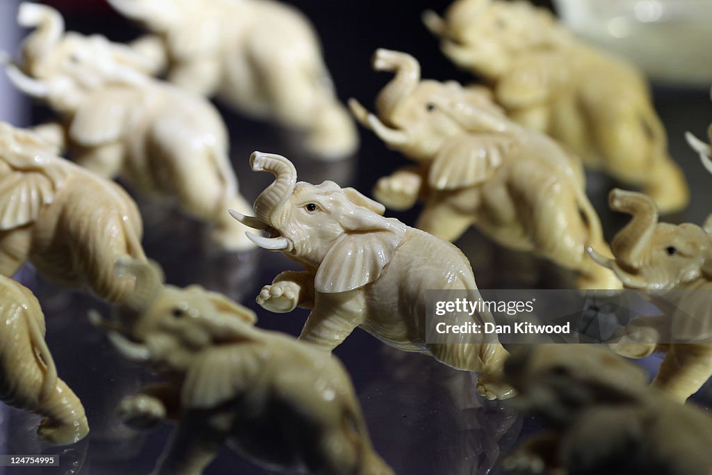 Specimens In The Metropolitan Police's Illegal Trade In Endangered Species Exhibition