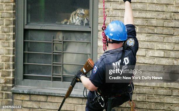 New York Police Department Officer Martin Duffy rappelled down the side of 2430 Adam Clayton Powell Blvd. In Harlem to tranquilize a 400-pound...