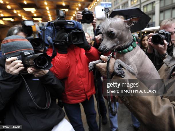 Jose Barrera holds up Alma Dulce, a 2 year old female hairless Xoloitzcuintli, one of the six new breeds as they arrive in New York January 26, 2012...