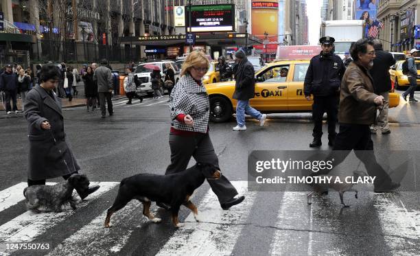 Cesky Terrier, Entlebucher Mountain Dog and a Xoloitzcuintli, three of the of the six new breeds cross 7th Avenue as they arrive in New York January...