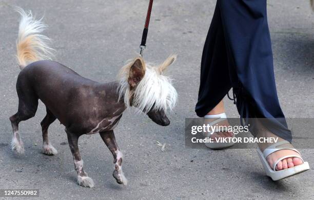 Woman walks with her Chinese crested dog in central Minsk on August 3, 2011. AFP PHOTO/ VIKTOR DRACHEV