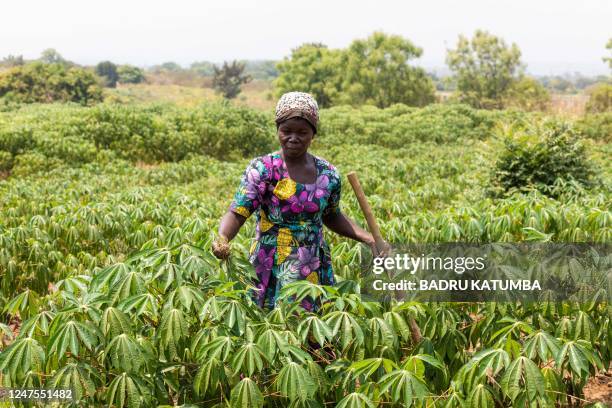 Ojwiga Grace carries a hoe inside her cassava plants in Buliisa, Uganda on February 21, 2023. - Ojwiga was compensated with land and cassava stems by...