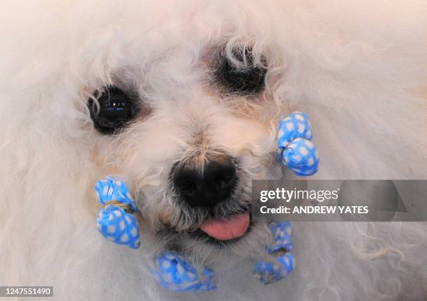 Bichon Frise dog is pictured on the first day of the Crufts dog show in Birmingham, in central England on March 8, 2012. The annual event sees dog...