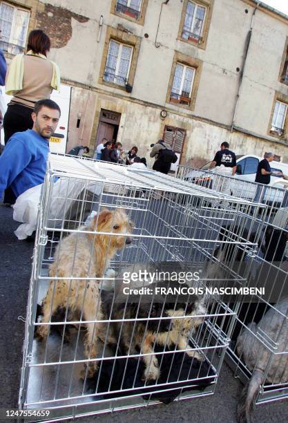 Des membres de la Société Protectrice des Animaux et de la Ligue pour l'Intérêt de la Société et des Animaux évacuent le 01 août 2007 des chiens qui...
