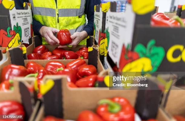 An employee checks boxes of red peppers imported from Spain at the D & F McCarthy Ltd. Fresh fruit and vegetable wholesaler in Norwich, UK, on...