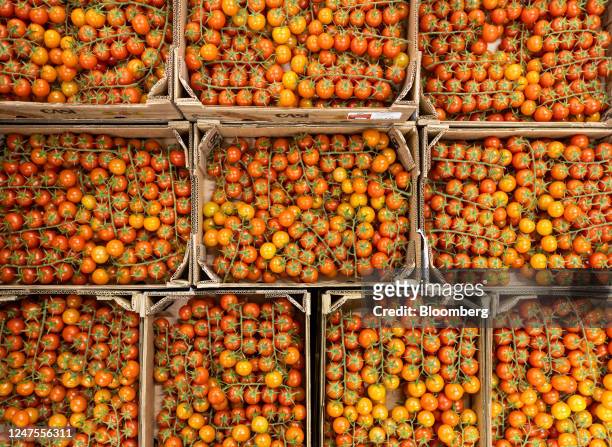 Boxes of vine tomatoes imported from Spain at the D & F McCarthy Ltd. Fresh fruit and vegetable wholesaler in Norwich, UK, on Tuesday, Feb. 28, 2023....