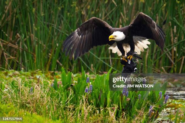 Bald eagle swoops in and catches a coot in its talons at Orlando Wetlands Park in Christmas, Florida, on February 28, 2023. - The 1650-acre park is a...