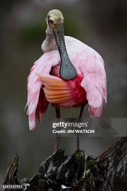 Roseate Spoonbill cleans itself while perched upon a stump at Orlando Wetlands Park in Christmas, Florida, on February 28, 2023. - The 1650-acre park...