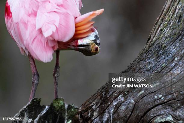 Roseate Spoonbill cleans itself while perched upon a stump at Orlando Wetlands Park in Christmas, Florida, on February 28, 2023. - The 1650-acre park...