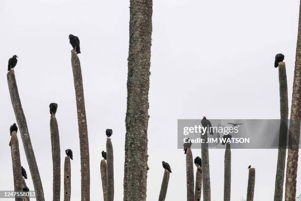 Turkey Vultures perch atop stumps at the Orlando Wetlands Park in Christmas, Florida, on February 28, 2023. - The 1650-acre park is a man-made...