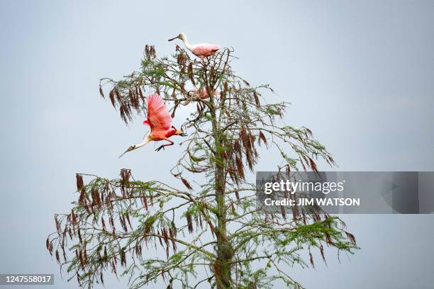 Roseate Spoonbills perch upon a tree at Orlando Wetlands Park in Christmas, Florida, on February 28, 2023. - The 1650-acre park is a man-made wetland...