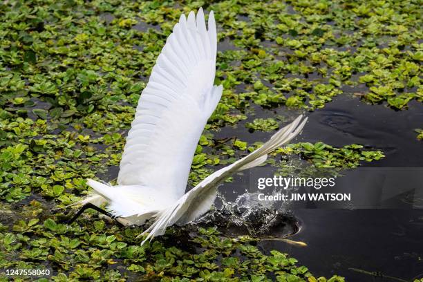 Great White Heron dives into the marsh while hunting at Orlando Wetlands Park in Christmas, Florida, on February 28, 2023. - The 1650-acre park is a...
