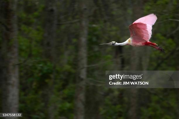 Roseate Spoonbill flies thought the trees at Orlando Wetlands Park in Christmas, Florida, on February 28, 2023. - The 1650-acre park is a man-made...