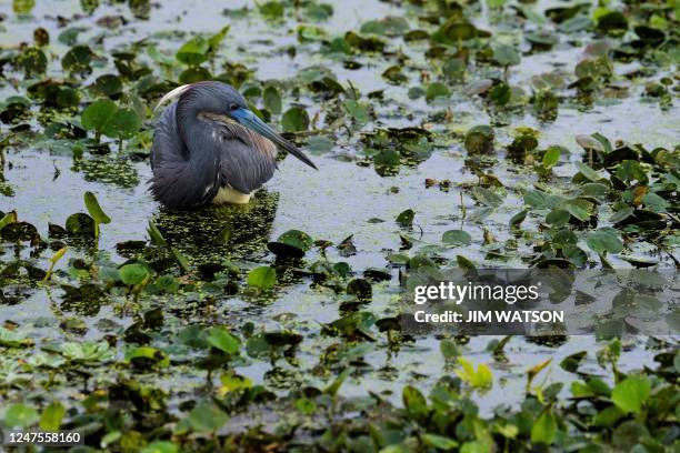 Tricolored Heron sits in the Orlando Wetlands Park in Christmas, Florida, on February 28, 2023. - The 1650-acre park is a man-made wetland designed...