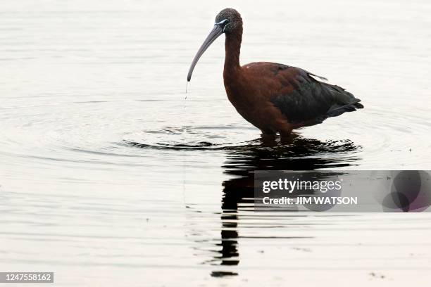 Glossy Ibis wades through the water at Orlando Wetlands Park in Christmas, Florida, on February 28, 2023. - The 1650-acre park is a man-made wetland...