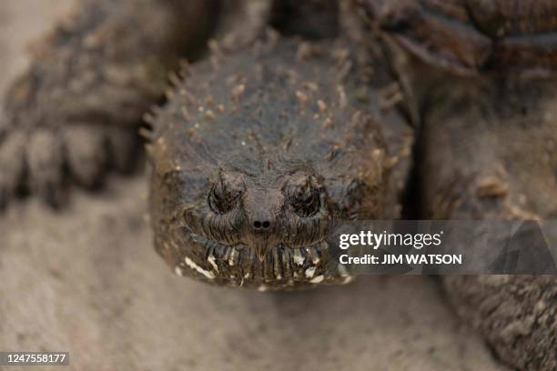 Common Snapping Turtle crosses the path at Orlando Wetlands Park in Christmas, Florida, on February 28, 2023. - The 1650-acre park is a man-made...