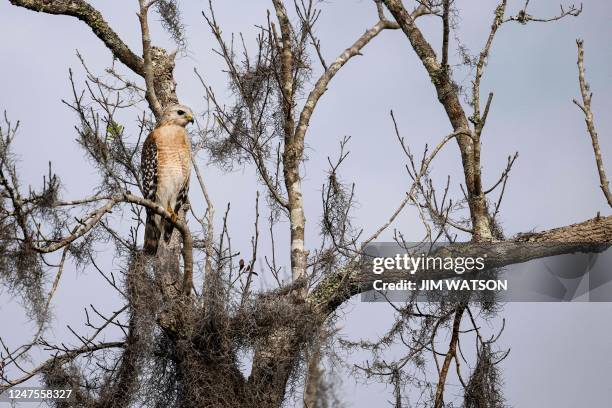 Red Shouldered Hawk perched in a tree at Orlando Wetlands Park in Christmas, Florida, on February 28, 2023. - The 1650-acre park is a man-made...