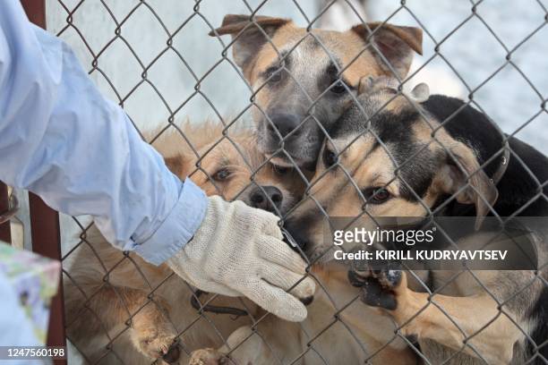 430 Animal Shelter Staff Photos and Premium High Res Pictures - Getty Images