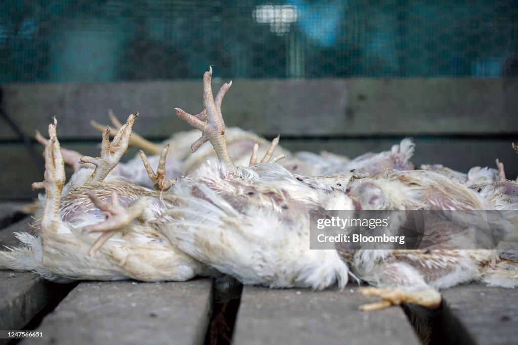 Exploding Dead Chicken Dead chickens at a poultry farm in Triang, Pahang, Malaysia, on... News ...
