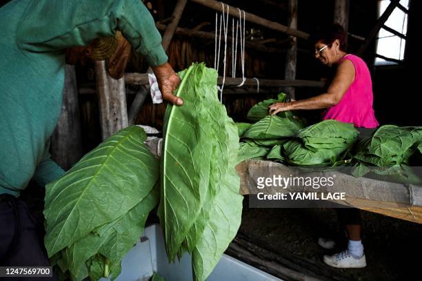 Women string tobacco leaves at a tobacco drying house in La Coloma, Pinar del Rio province, on February 28, 2023. - International sales of Cuban...
