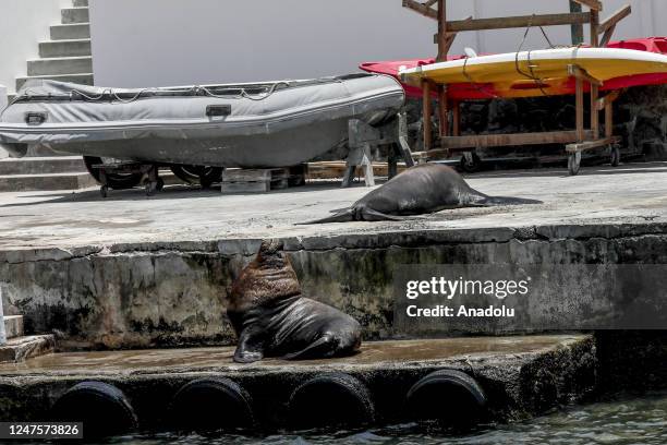 Dead and dying sea lions are seen as personnel from the National Forestry and Wildlife Service carry out tours on beaches due to reports of dead and...