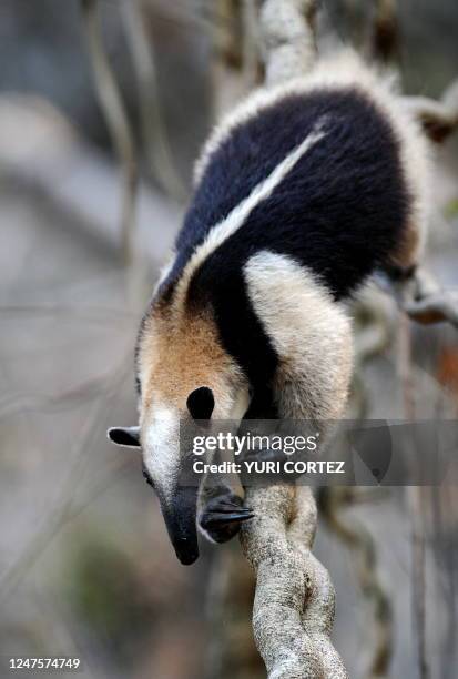 An anteater of the family of the "Myrmecophagidae" looks for food on a tree at the Palo Verde National Park on April 8, 2010 in Guanacaste, some 220...